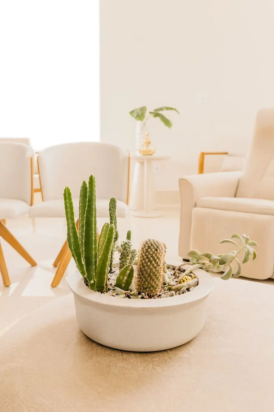 Cache-pot en céramique blanche accueillant de petits cactus, dans un intérieur crème